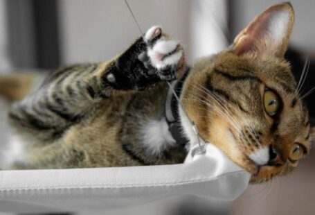 Suspended Beds - House Cat Lying on Suspended Cat Bed