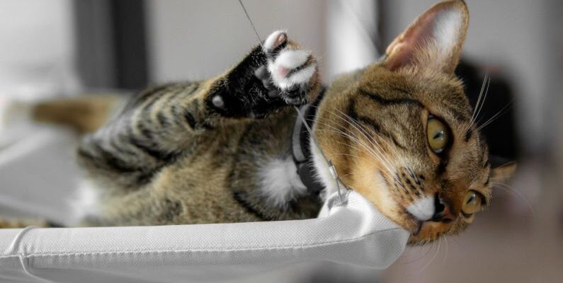 Suspended Beds - House Cat Lying on Suspended Cat Bed