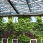 Green Wall - Photograph of plants growing on a wall