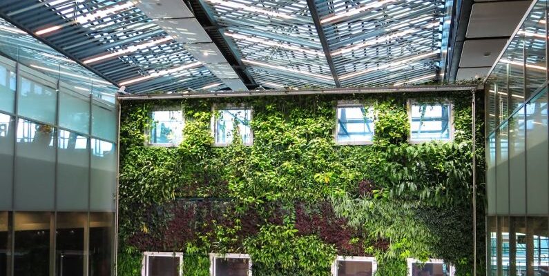 Green Wall - Photograph of plants growing on a wall