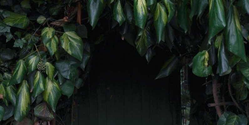 Hidden Storage - Entrance to Cellar Hidden in Bushes