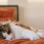 Sleeping Nook - A cat sleeping on an orange bed
