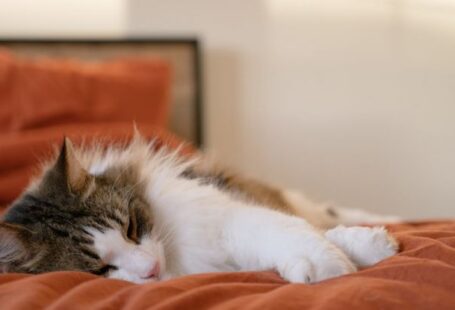 Sleeping Nook - A cat sleeping on an orange bed