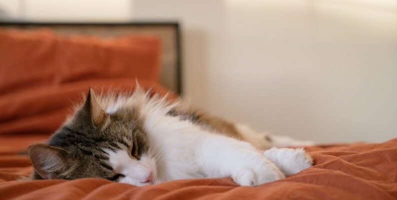 Sleeping Nook - A cat sleeping on an orange bed