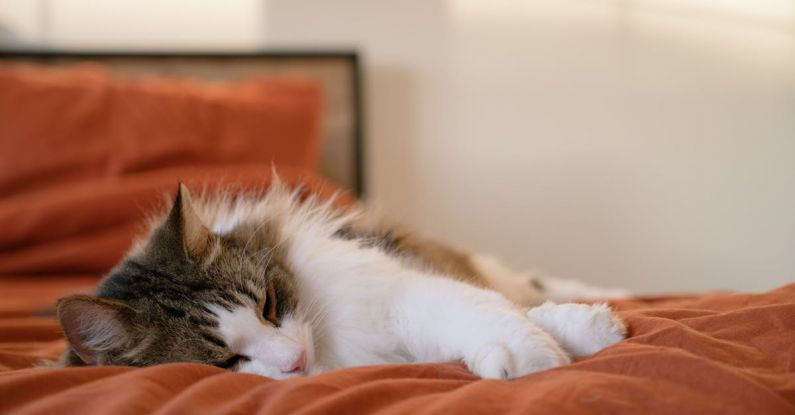 Sleeping Nook - A cat sleeping on an orange bed