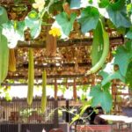 Balcony Vegetable Garden - Green lianas growing on roof of terrace with yellow flowers and green long vegetables on sunny summer day