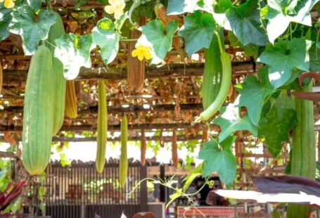 Balcony Vegetable Garden - Green lianas growing on roof of terrace with yellow flowers and green long vegetables on sunny summer day