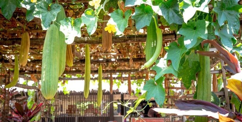 Balcony Vegetable Garden - Green lianas growing on roof of terrace with yellow flowers and green long vegetables on sunny summer day