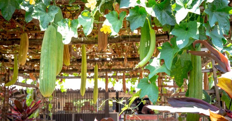 Balcony Vegetable Garden - Green lianas growing on roof of terrace with yellow flowers and green long vegetables on sunny summer day