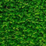 Green Wall - Green Leaves