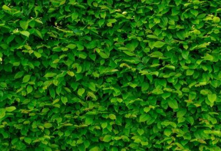 Green Wall - Green Leaves