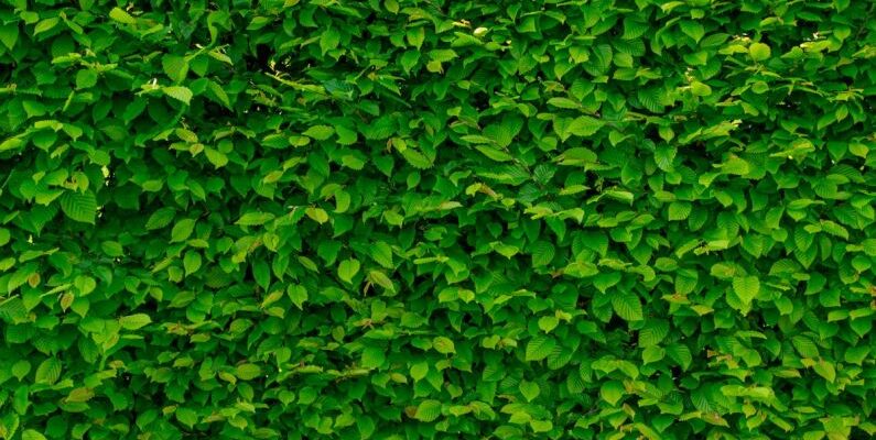 Green Wall - Green Leaves