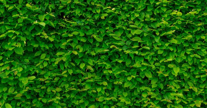 Green Wall - Green Leaves