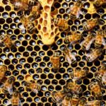 Beekeeping - Top View of Bees Putting Honey