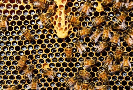 Beekeeping - Top View of Bees Putting Honey