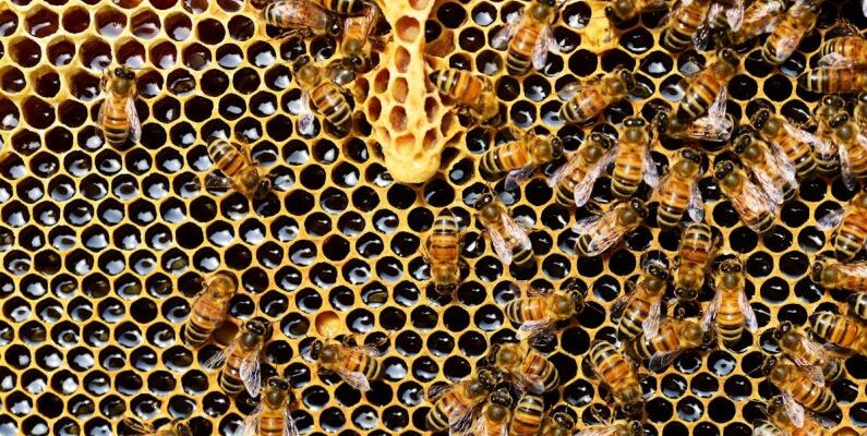 Beekeeping - Top View of Bees Putting Honey