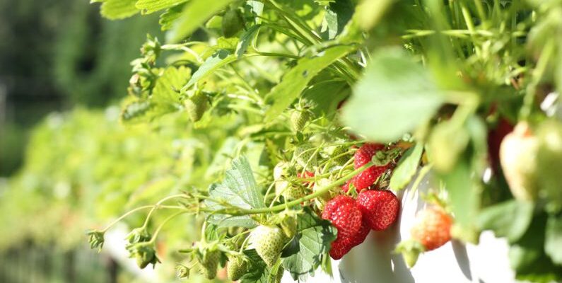 Edible Plants - Strawberries in Macro Shot