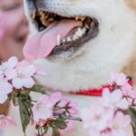 Vertical Garden Systems - Woman with Shiba Inu near Sakura tree