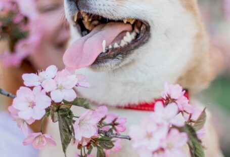 Vertical Garden Systems - Woman with Shiba Inu near Sakura tree