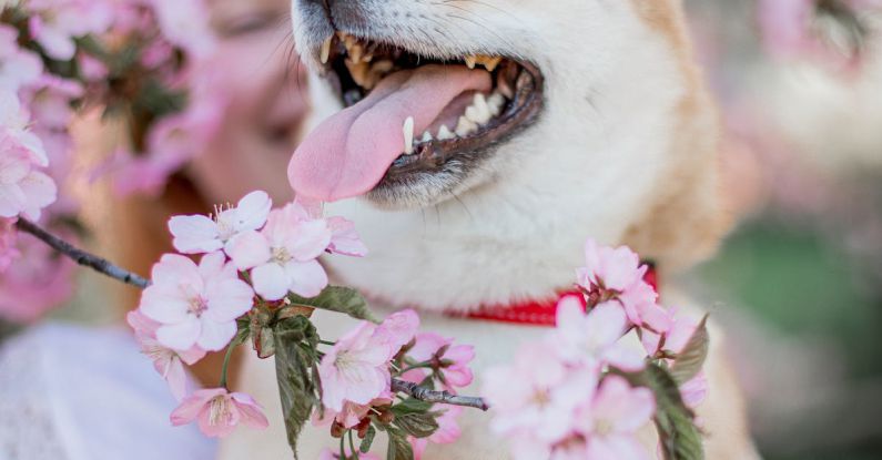 Vertical Garden Systems - Woman with Shiba Inu near Sakura tree